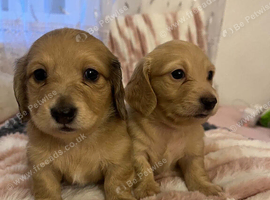 Mini dachshund long hair cream