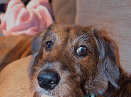Dachshund cross miniature poodle