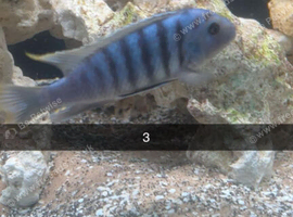 Cichlids around 25 maybe more