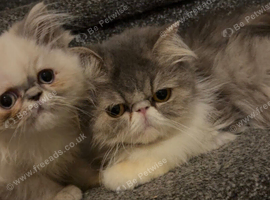 Female persian