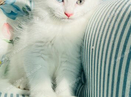 Persian cross Angora kittens ready For Loving homes.