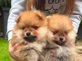 2 Beautiful Boy Pomeranian Puppies