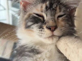 Gorgeous mainecoon