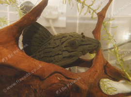 Stunning Dull-Eyed Royal Pleco L191