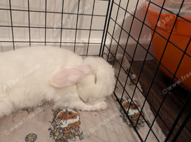 Two beautiful female albino rabbits