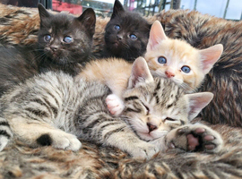 Beautiful kittens 2 boys and 1 girl left