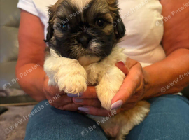 Shih Tzu puppies 1 brindle boy remaining