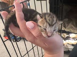 New kittens day old