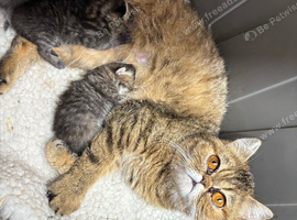 3 beautiful exotic females can be gccf registered if needed