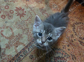 Kittens for sale