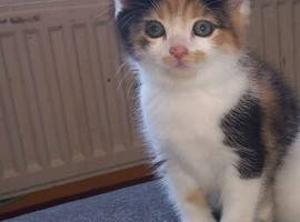 Beautiful female kitten
