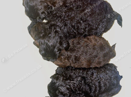 Beautiful Shihpoo puppy's