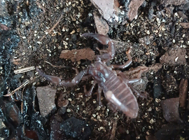 Baby asian forest scorpoion