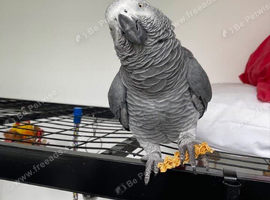 African grey super tame