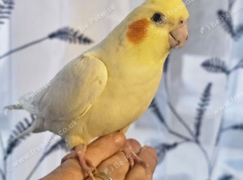 Hand reared silly tame cockatiels