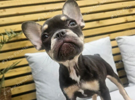 Female lovely Frenchie puppy for sale