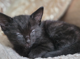 3 lovely all black kittens for sale