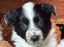 Working border collie pups