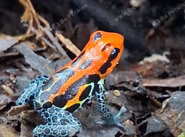 Dart frogs available