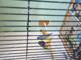 Male Gouldian finches