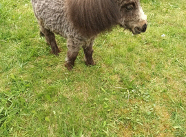 Shetland pony