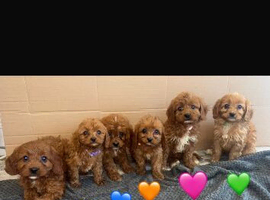 Beautiful Cavapoo Puppies