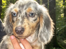 Beautiful female Blue Longhaired dapple