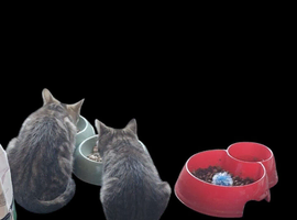 2 x kittens females for sale