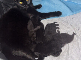 Kittens