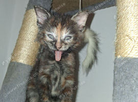 Mainecoon x