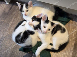 Black and White Kittens Ready to Go