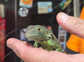 6 month old iguana