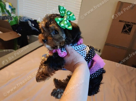 Yorkie boy pup