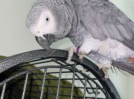 African grey parrot