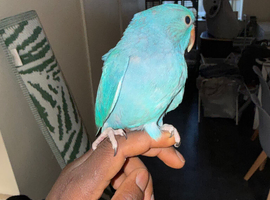 Hand reared ringneck
