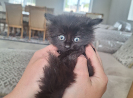 Kittens