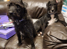 Two Patterdale Terrier Girls for Sale