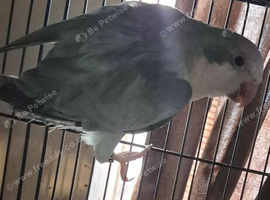 Blue quaker