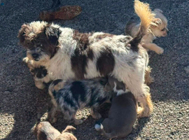 Cute puppys