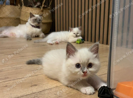 Ragdoll kittens