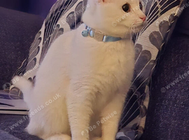 Male cat needing new home