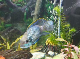 5 electric blue accara