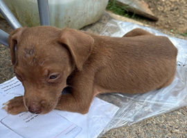 Puppies