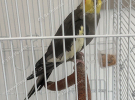 Male cockatiel