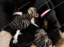 Tabby x Bombay mixed kittens
