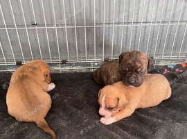Mastiff cross puppies