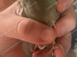 Hand Reared Kakarikis