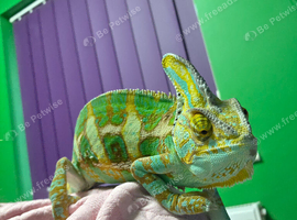 Yeman Chameleon