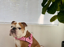 English Bulldog Girl