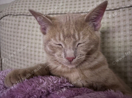 Ginger female kitten looking for her home